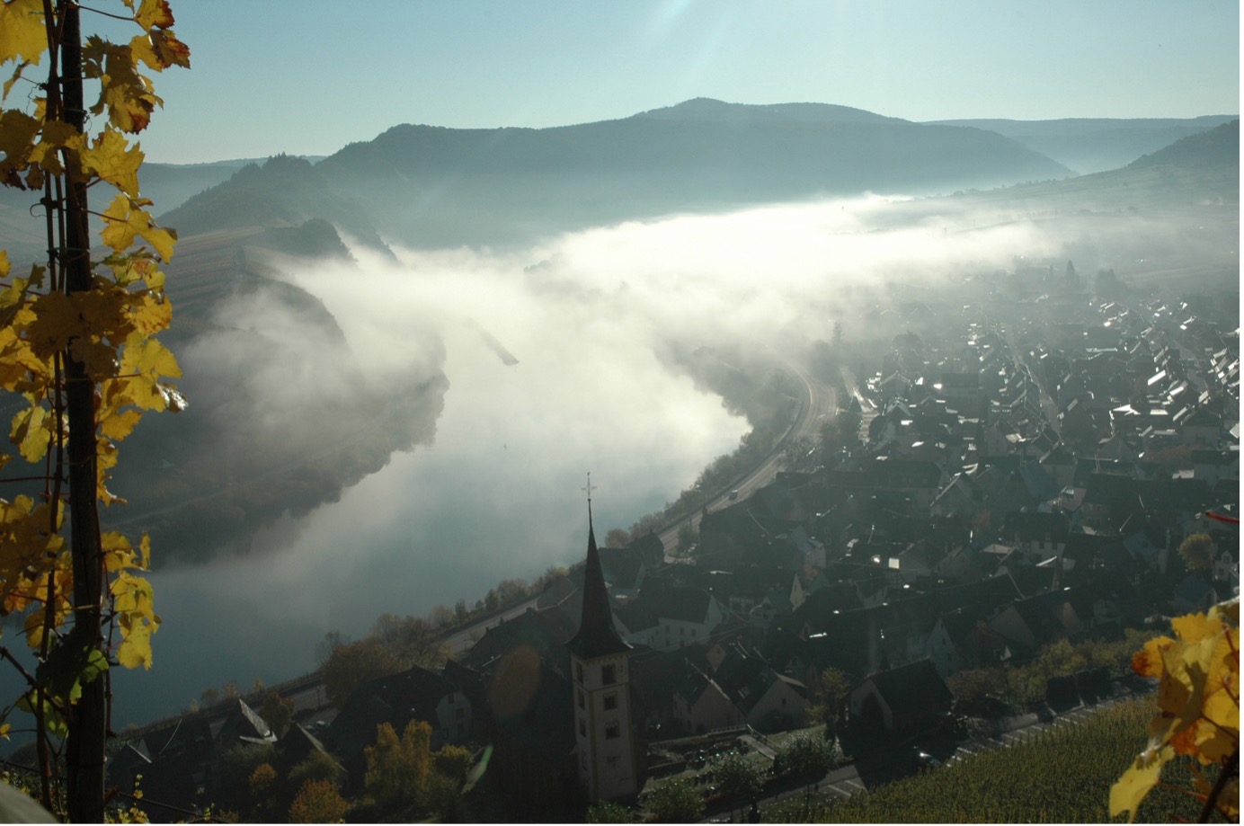 Steep Mosel vineyard overlooking the river near Bremm, with Riesling vines on slate slopes in morning mist