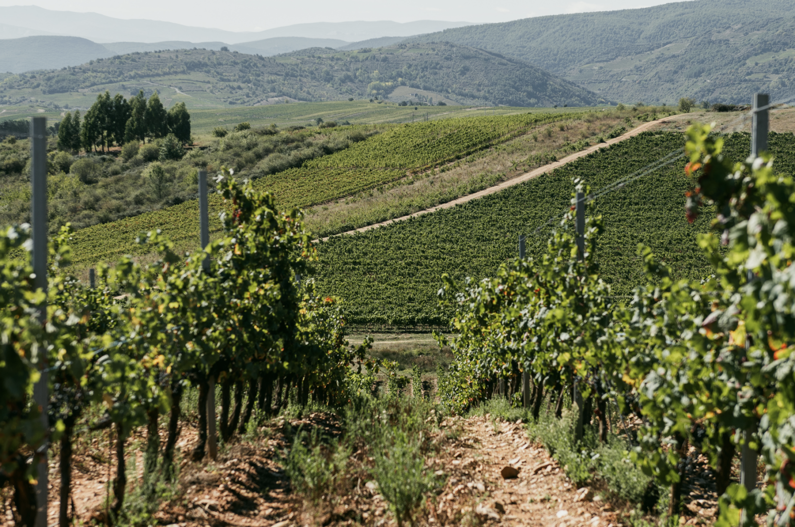 Green vineyard in Castilla y León wine region, Spain